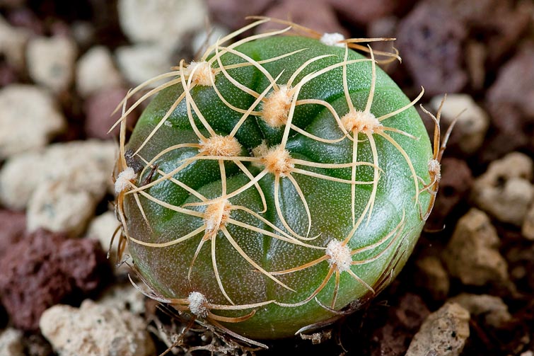 Gymnocalycium angelae